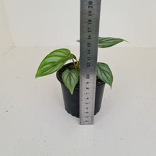 Load image into Gallery viewer, Philodendron Mamei - 2 x heads - Rooted/Shot cutting