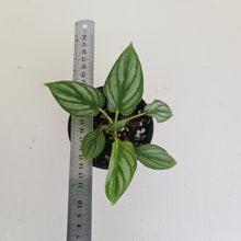 Load image into Gallery viewer, Philodendron Mamei - 2 x heads - Rooted/Shot cutting