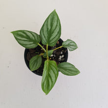 Load image into Gallery viewer, Philodendron Mamei - 2 x heads - Rooted/Shot cutting