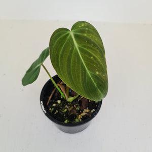 Philodendron Glorious (Melanochrysum x Gloriosum) - Well rooted tip cutting