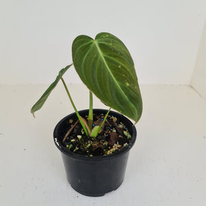 Philodendron Glorious (Melanochrysum x Gloriosum) - Well rooted tip cutting