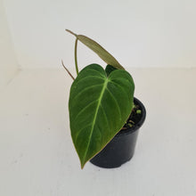 Load image into Gallery viewer, Philodendron Glorious (Melanochrysum x Gloriosum) - Well rooted tip cutting
