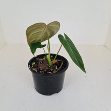 Load image into Gallery viewer, Philodendron Glorious (Melanochrysum x Gloriosum) - Well rooted tip cutting
