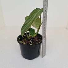 Load image into Gallery viewer, Philodendron Glorious (Melanochrysum x Gloriosum) - Well rooted tip cutting