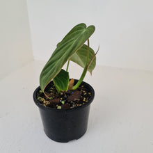 Load image into Gallery viewer, Philodendron Glorious (Melanochrysum x Gloriosum) - Well rooted tip cutting