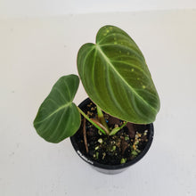 Load image into Gallery viewer, Philodendron Glorious (Melanochrysum x Gloriosum) - Well rooted tip cutting