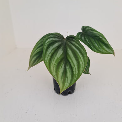 Philodendron Plowmanii - Round Form