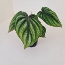 Load image into Gallery viewer, Philodendron Plowmanii - Round Form