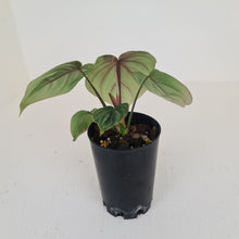 Load image into Gallery viewer, Philodendron Plowmanii - Round Form