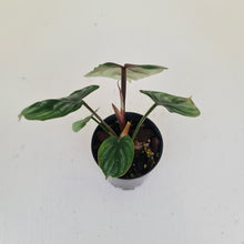 Load image into Gallery viewer, Philodendron Plowmanii - Round Form