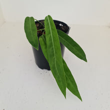 Load image into Gallery viewer, Anthurium Pallidiflorum - Rooted Tip Cutting