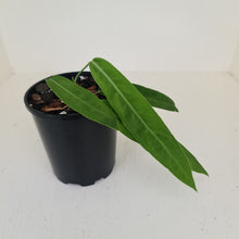 Load image into Gallery viewer, Anthurium Pallidiflorum - Rooted Tip Cutting