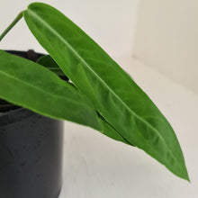Load image into Gallery viewer, Anthurium Pallidiflorum - Rooted Tip Cutting