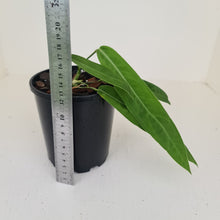 Load image into Gallery viewer, Anthurium Pallidiflorum - Rooted Tip Cutting