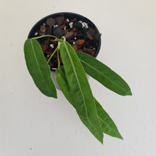 Load image into Gallery viewer, Anthurium Pallidiflorum - Rooted Tip Cutting