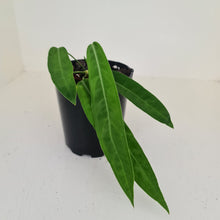 Load image into Gallery viewer, Anthurium Pallidiflorum - Rooted Tip Cutting