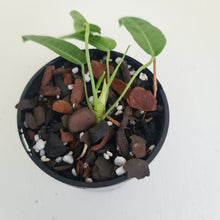 Load image into Gallery viewer, Anthurium Pallidiflorum - Rooted Tip Cutting