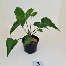 Load image into Gallery viewer, #3 Anthurium Macrolobium x