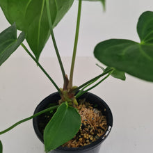 Load image into Gallery viewer, #3 Anthurium Macrolobium x