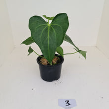 Load image into Gallery viewer, #3 Anthurium Macrolobium x