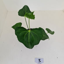 Load image into Gallery viewer, #3 Anthurium Macrolobium x