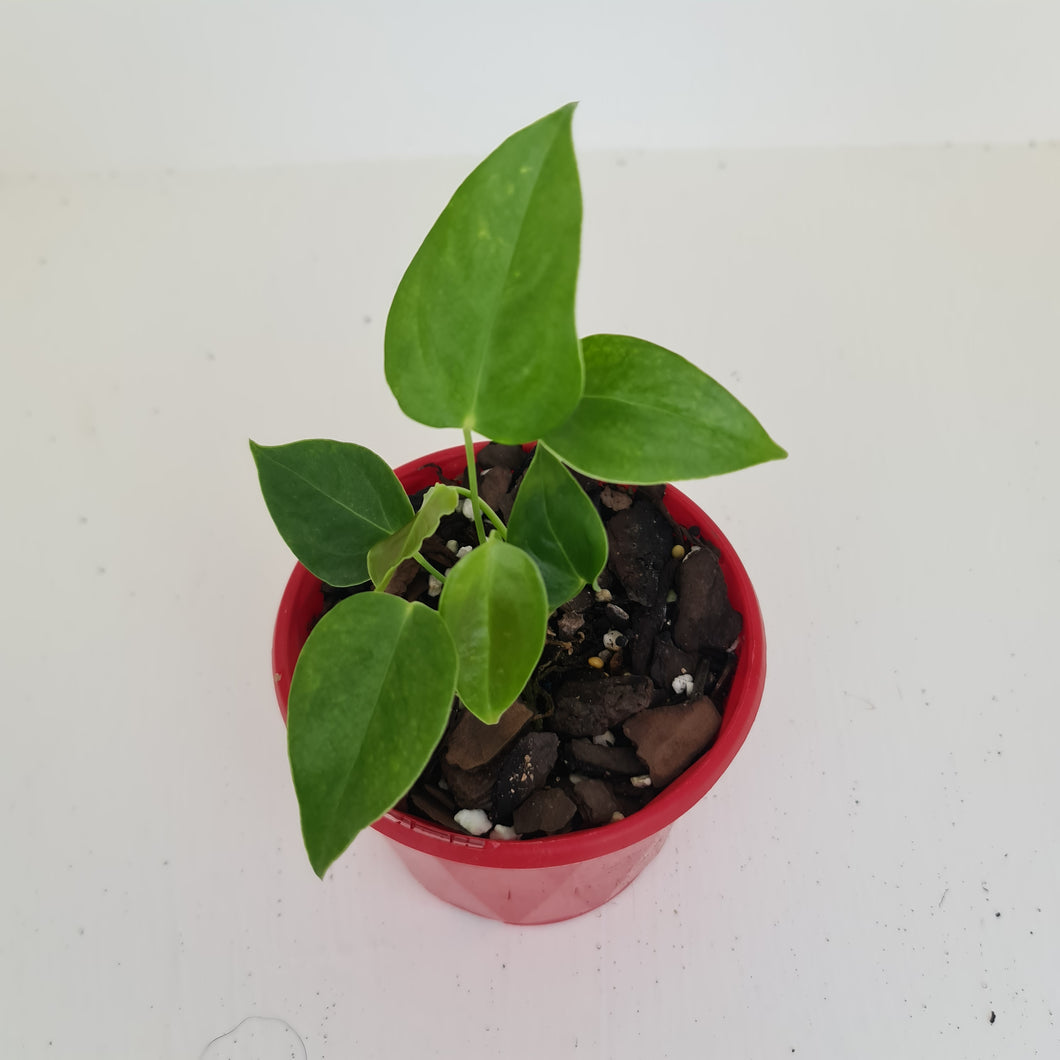 Anthurium Veitchii - 2 heads - Rooted/Shot Cutting