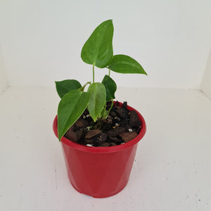 Anthurium Veitchii - 2 heads - Rooted/Shot Cutting