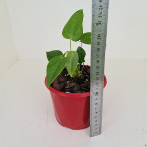 Anthurium Veitchii - 2 heads - Rooted/Shot Cutting