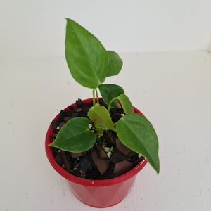 Anthurium Veitchii - 2 heads - Rooted/Shot Cutting