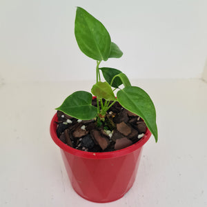 Anthurium Veitchii - 2 heads - Rooted/Shot Cutting