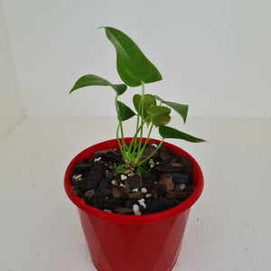 Anthurium Veitchii - 2 heads - Rooted/Shot Cutting