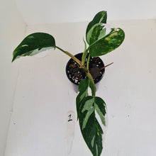 Load image into Gallery viewer, #1 Philodendron White Princess