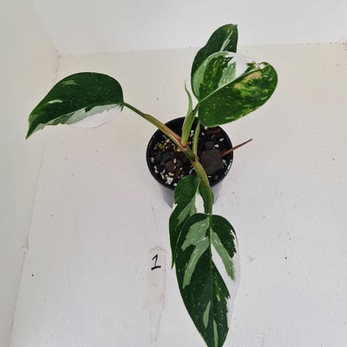 #1 Philodendron White Princess