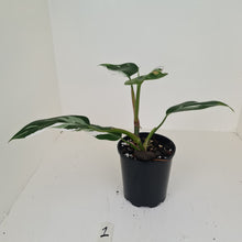 Load image into Gallery viewer, #1 Philodendron White Princess