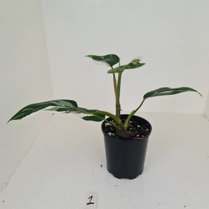 #1 Philodendron White Princess