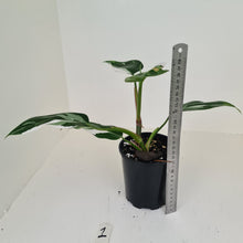 Load image into Gallery viewer, #1 Philodendron White Princess