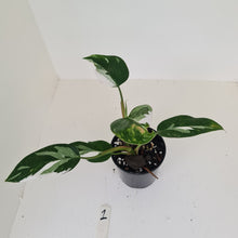 Load image into Gallery viewer, #1 Philodendron White Princess