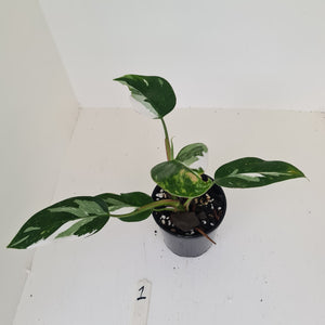#1 Philodendron White Princess