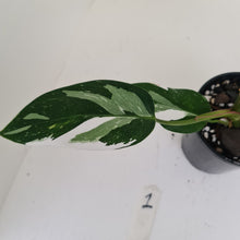 Load image into Gallery viewer, #1 Philodendron White Princess