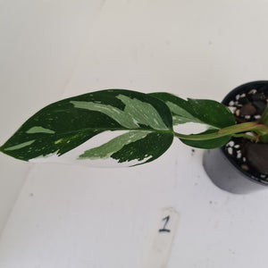 #1 Philodendron White Princess