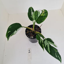 Load image into Gallery viewer, #1 Philodendron White Princess