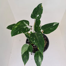 Load image into Gallery viewer, #2 Philodendron White Princess