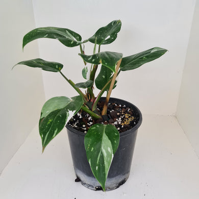 #2 Philodendron White Princess
