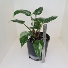 Load image into Gallery viewer, #2 Philodendron White Princess