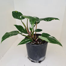 Load image into Gallery viewer, #2 Philodendron White Princess