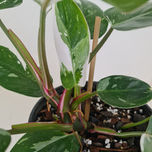 Load image into Gallery viewer, #2 Philodendron White Princess