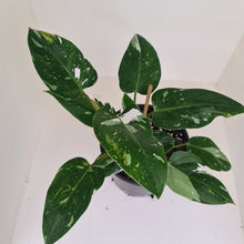 Load image into Gallery viewer, #2 Philodendron White Princess