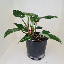 Load image into Gallery viewer, #2 Philodendron White Princess