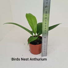 Load image into Gallery viewer, ULTIMATE ANTHURIUM PACKAGE - 7 x Plants