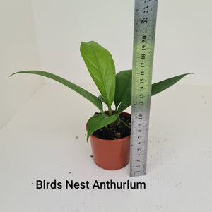 ULTIMATE ANTHURIUM PACKAGE - 7 x Plants